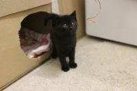 Лот: 17504664. Фото: 3. Отдам котят. Растения и животные