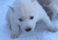 Лот: 8295288. Фото: 2. Белые щенки Сибирской Хаски питомник... Животные и уход