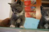 Лот: 4834640. Фото: 4. Пушистый подарок на Новый Год. Красноярск