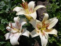 Лот: 25273447. Фото: 7. Сортовые лилии луковицы, предзаказ