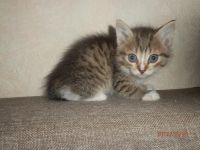 Лот: 10483481. Фото: 2. Котенок. Животные и уход