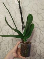 Лот: 15761546. Фото: 2. Орхидея Фаленопсис, F2, отцвела. Комнатные растения и уход