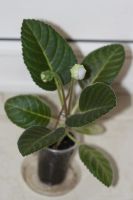 Лот: 3888340. Фото: 5. глоксиния синий крап (зацветает...