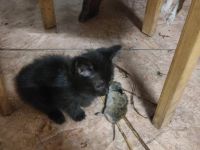 Лот: 25781647. Фото: 6. Котята крысоловы