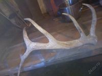 Лот: 5685172. Фото: 2. рог оленя. Охота