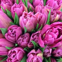 Лот: 15585070. Фото: 3. Тюльпаны Пиони-бордо / из Голландии... Сувениры, подарки