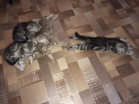 Лот: 5678880. Фото: 2. Британские мраморные котята. Животные и уход