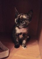 Лот: 5662249. Фото: 3. Милая кошечка. Растения и животные