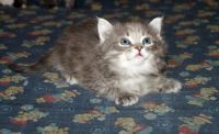 Лот: 9468972. Фото: 5. Котята, мальчик, пушистый
