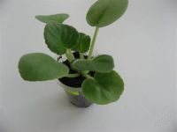 Лот: 2233048. Фото: 2. ЕК-Зеркало души, детка. Обмен. Комнатные растения и уход