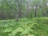 Лот: 14368458. Фото: 3. Участок между Усть-Маной и п.Манским. Недвижимость