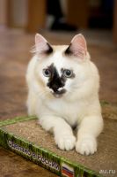 Лот: 9673660. Фото: 5. шикарный кот бесплатно