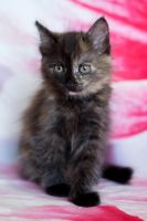 Лот: 7721959. Фото: 2. Котёнок. Животные и уход