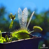 Лот: 11652986. Фото: 4. Смена хищника мухоловка. Красноярск