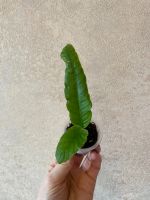 Лот: 20009682. Фото: 4. Стрептокарпус DS-Нежно-розовый... Красноярск