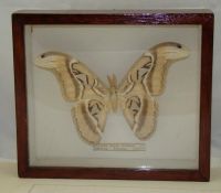 Лот: 11190439. Фото: 3. Бабочка коллекционная Attacus... Коллекционирование, моделизм