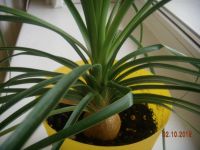 Лот: 6197777. Фото: 3. Нолина, бокарнея, бутылочная пальма... Растения и животные