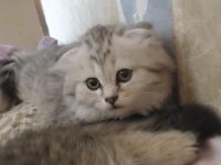 Лот: 4248088. Фото: 7. Шикарные котята!