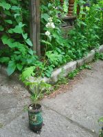 Лот: 11733132. Фото: 2. Дельфиниум белый. Семена, рассада, садовые растения