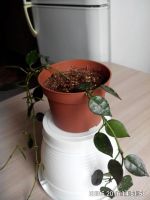 Лот: 7496557. Фото: 3. хойя лакуноза. Растения и животные