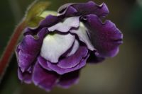 Лот: 3212015. Фото: 5. Глоксиния 34