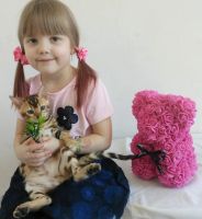 Лот: 15788769. Фото: 3. Бенгальский котенок CATTY. Растения и животные