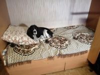 Лот: 14964779. Фото: 5. Двухъярусная кровать