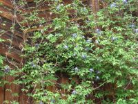 Лот: 13945175. Фото: 2. Клематис (княжик альпийский) Blue... Семена, рассада, садовые растения