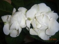 Лот: 5805160. Фото: 4. Глоксиния белая махровая (цветёт... Красноярск