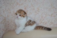 Лот: 3550964. Фото: 4. Шотландская вислоухая принцесса. Красноярск