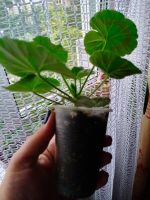 Лот: 20568759. Фото: 3. Пеларгония ВАЙТ ТО РОЗ. Растения и животные