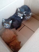 Лот: 12243506. Фото: 5. Котенок, Котёнок, Котята, Кошка...