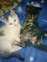 Лот: 5018189. Фото: 4. Котята: многоцветная красавица... Красноярск
