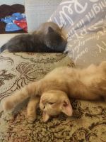 Лот: 25525606. Фото: 2. Шотландский прямоухий котенок. Животные и уход