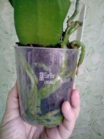 Лот: 16314194. Фото: 3. Орхидея фаленопсис. Растения и животные