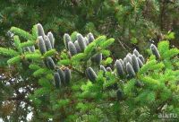 Лот: 13559413. Фото: 3. Пихта бальзамическая (Abies balsamea... Для дачи, дома, огорода, бани, парка