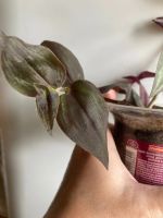 Лот: 25315027. Фото: 5. 2 традесканции в одном горшке