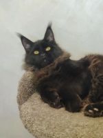 Лот: 21577838. Фото: 6. Чёрный котёнок мейн кун