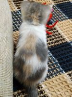 Лот: 15106518. Фото: 4. Котенок шотладской вислоухой породы... Красноярск