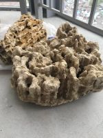 Лот: 11603131. Фото: 3. Песчаник. Растения и животные