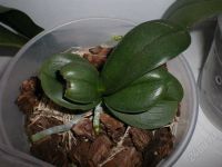 Лот: 1344349. Фото: 3. P. Da-chien Spider Beauty x Dtps... Растения и животные