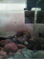 Лот: 6749375. Фото: 6. Молодь седжики 5шт