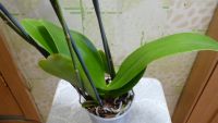 Лот: 3903263. Фото: 4. орхидея фаленопсис цветет 6. Красноярск