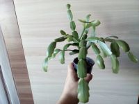 Лот: 5436564. Фото: 5. декабрист красный, ярко цветущий...