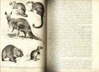 Лот: 15718667. Фото: 11. Происхождение животного мира доктора...