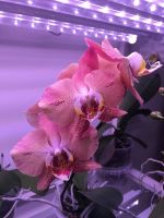 Лот: 18587610. Фото: 2. Орхидея фаленопсис «Леко Фантастик... Комнатные растения и уход