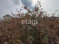 Лот: 25294549. Фото: 11. 1-комн. дача , СНТ Ласточка СНТ...