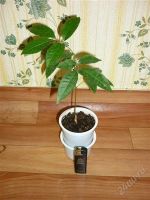 Лот: 1901880. Фото: 2. Лонган - экзотическое плодовое... Комнатные растения и уход