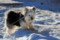 Лот: 2458240. Фото: 2. Боня, здоровая, пушистая собака... Животные и уход