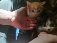 Лот: 14372238. Фото: 4. Котята деревенские. Красноярск